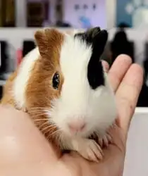 Guinea Pig