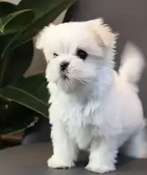 Maltese