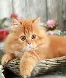 Persian Kitten